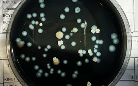 Legionella spp: iš kur ateina, kuo pavojinga