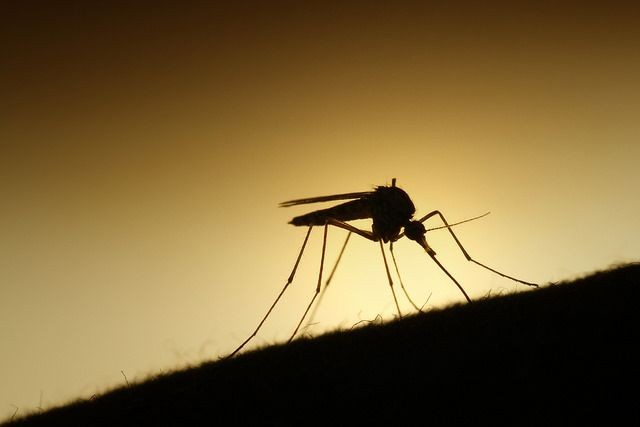 Tropinė maliarija. Kodėl toks didelis mirštamumas nuo šios ligos, kurią sukelia maliarijos parazitas Plasmodium falciparum?
